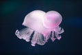 Two purple jellyfish rhizostoma pulmo underwater Royalty Free Stock Photo