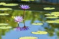 purple lotus with reflection in the water on nature background. Blossom pairs violet waterlily with shadow on the lakes