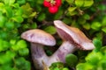 Two purple mushrooms are growing among red bearberries