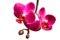 Two purple orchids with buds on small branch Royalty Free Stock Photo