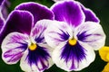 Two purple pansies in the garden. Royalty Free Stock Photo