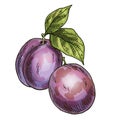 Two purple plums. Full color realistic sketch