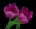 Two purple-red blooming tulips with green stem and leaves isolated on black background. Studio close-up shot. Royalty Free Stock Photo