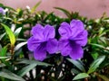 Two purple Ruellia simplex flowers in the garden