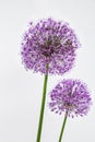 Allium hollandicum Royalty Free Stock Photo