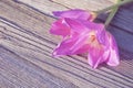 Two purple spring flowers on gray wood Royalty Free Stock Photo