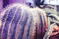 Two purple surreal cactus with needles are standing close-up in