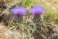 two purple thistle plants in a grassy area near rocks and weeds