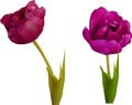 Two purple tulip flowers isolated on white Royalty Free Stock Photo