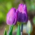 Two purple tulip flowers with water drops and one bud Royalty Free Stock Photo