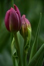 Two purple tulips with dew drops on them Royalty Free Stock Photo