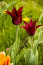 A two purple tulips heads