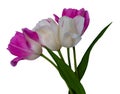 Two purple tulips with stem and leaves close up on isolated white background Royalty Free Stock Photo