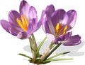 Two purple vector crocuses