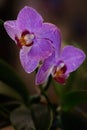 Two purple and violet orchids vertical view closeup Royalty Free Stock Photo