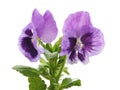 Two purple violets. Royalty Free Stock Photo