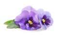 Two purple violets Royalty Free Stock Photo