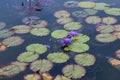 Blooming purple water lily flowers and pads floating in a large outdoor pond Royalty Free Stock Photo