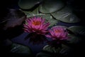 Two purple water lily in dark background