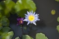 Two purple waterliliies on water with small flower bees in the center Royalty Free Stock Photo