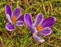 Two purple-white crocus flowers from above Royalty Free Stock Photo