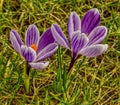 Two purple-white crocus flowers from above Royalty Free Stock Photo