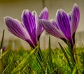 Two purple-white crocus flowers from above Royalty Free Stock Photo