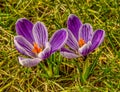 Two purple-white crocus flowers looking from above Royalty Free Stock Photo
