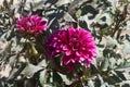 Two purples dahlias