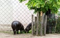 Two pygmy hippos Choeropsis liberiensis or Hexaprotodon liberiensis eating vegetation Royalty Free Stock Photo