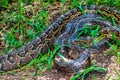 Two pyton snake rest in the grass. Royalty Free Stock Photo
