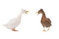 Two Quacking white duck isolated on a white