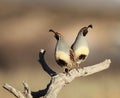 Two Quail on a branch