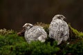 Two quail, Coturnix japonica.....photographed in nature.