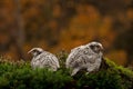 Two quail, Coturnix japonica.....photographed in nature.