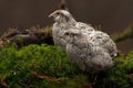 Two quail, Coturnix japonica.....photographed in nature.