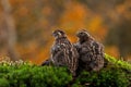 Two quail, Coturnix japonica.....photographed in nature.