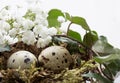Two Quail eggs in nest. Royalty Free Stock Photo