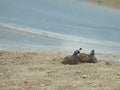 Two Quail Getting Dusty Together Royalty Free Stock Photo