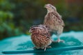 Two quails male and female