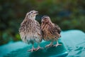 Two quails male and female