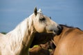 Two quarter horses Royalty Free Stock Photo