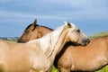 Two quarter horses Royalty Free Stock Photo