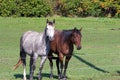 Two Quarter Horses by a Fence Royalty Free Stock Photo