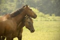 Two quarter horses in a Missouri pasture Royalty Free Stock Photo