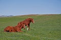 Two Quarter Horses Waking Up