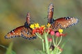 Two Queen Butterflies Royalty Free Stock Photo