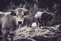 Two Quiet Cows in the Green Pasture Royalty Free Stock Photo