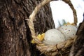 Two quil eggs in basket between tree bark - easter concept Royalty Free Stock Photo