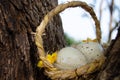 Two quil eggs in basket between tree bark - easter concept Royalty Free Stock Photo